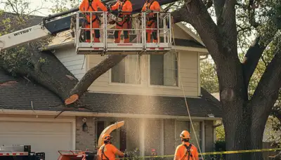 Emergency tree service crew removing storm-damaged trees in Brandon, FL