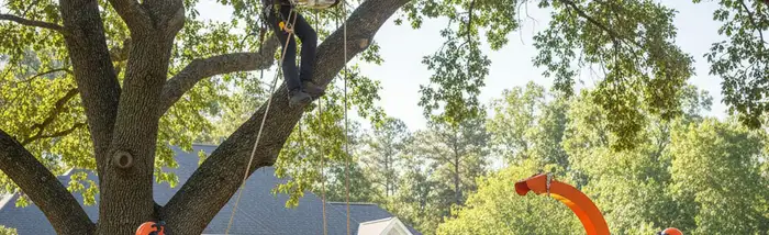 Tree service team in Brandon, FL providing professional tree removal and trimming for homeowners