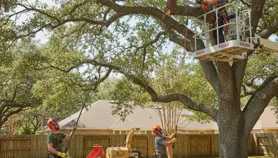 Brandon, FL arborist pruning trees to improve health and reduce safety risks