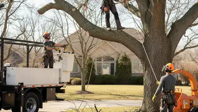 Brandon, FL tree removal crew safely removing a hazardous tree from a residential property