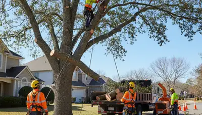 Brandon, FL tree service crew safely removing a hazardous tree from a residential property