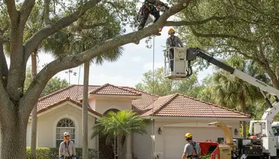 Tree service crew in Brandon, FL providing professional tree removal and trimming services