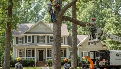 Tree service crew providing professional tree trimming and removal in Brandon, FL