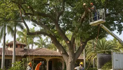 Tree service crew in Brandon, FL providing professional tree trimming and removal services