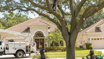 Tree service crew serving Brandon, FL on treeservicebrandonfl.com handling professional tree care