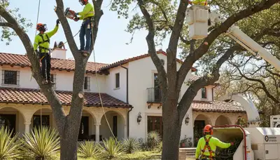 Tree service crew in Brandon, FL providing professional tree trimming and removal