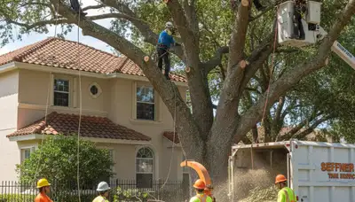 Tree service crew in Brandon, FL providing tree trimming and removal for residential properties