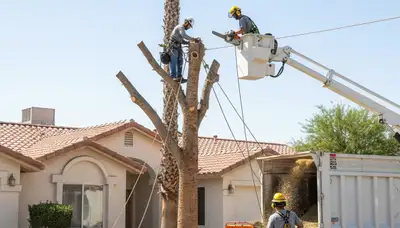 Tree service crew in Brandon, FL providing professional tree trimming and removal services