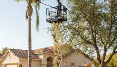 Tree service crew in Brandon, FL providing professional tree trimming and removal services