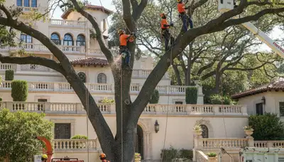 Tree service crew in Brandon, FL providing professional tree trimming and removal for local properties