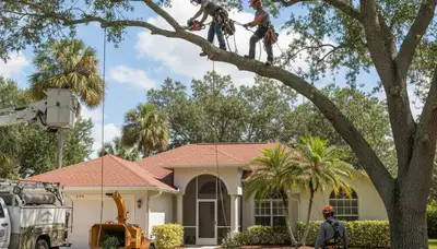 Tree service crew in Brandon, FL providing professional tree trimming and removal for local properties