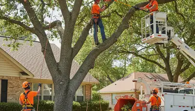 Professional tree trimming service in Brandon, FL for healthy trees and property safety