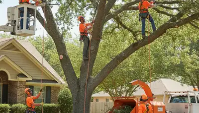 Tree trimming crew in Brandon, FL shaping trees for safer, healthier property care